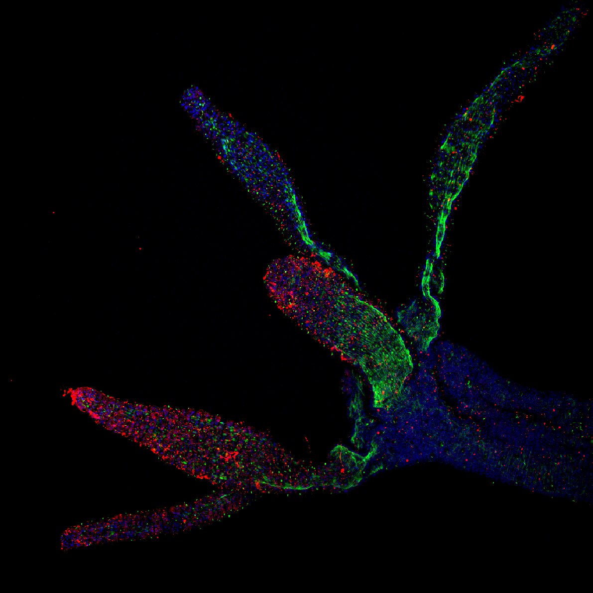 Fluorescence microscopy of a Whalore model organism