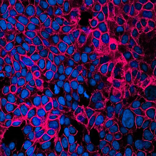 Cell lines