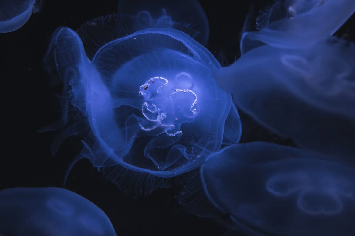 Model organisms