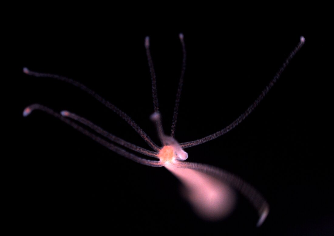Common Hydra