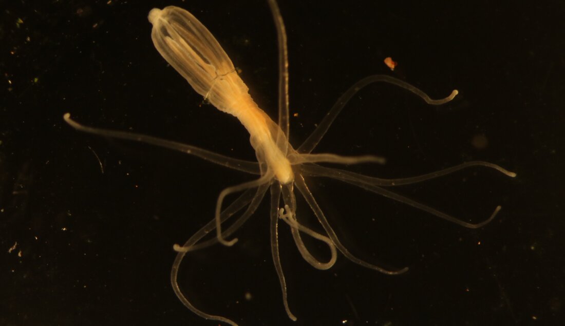 Starlet Sea Anemone